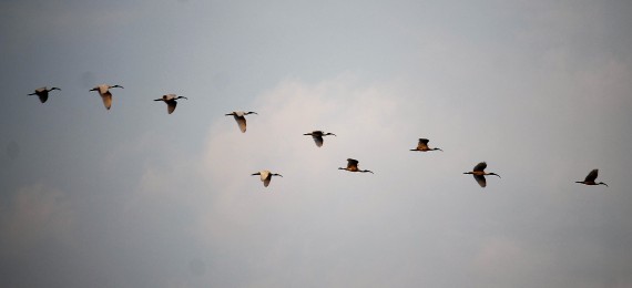 black-headed-ibis-photo-stephan-lorenz
