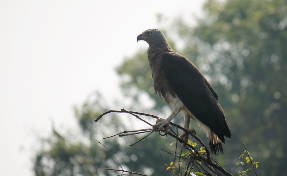 gray-headed-fish-eagle-photo-stephan-lorenz