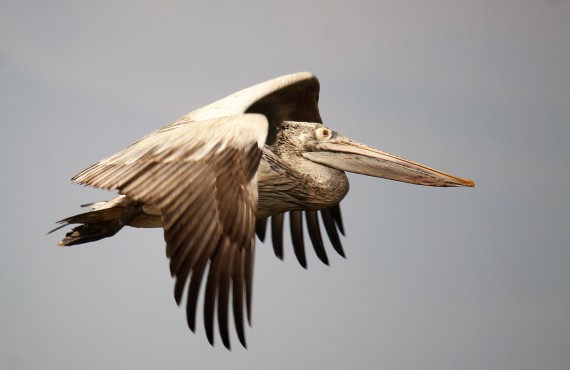 spot-billed-pelican-photo-stephan-lorenz